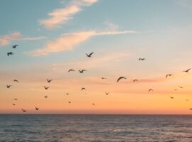 birds