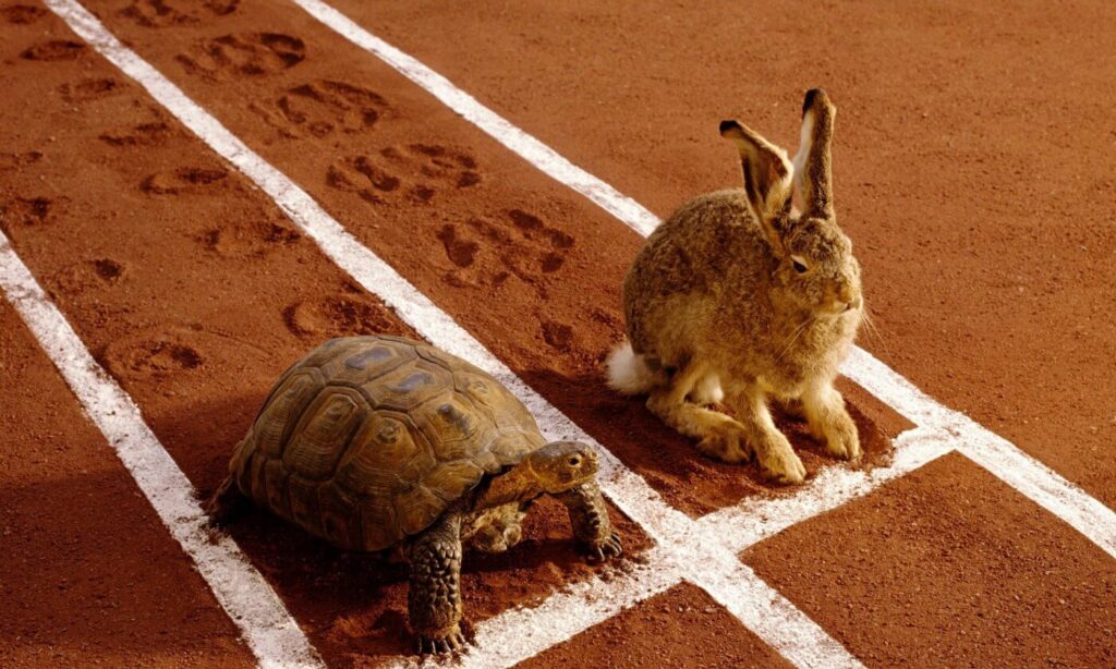 bunny and turtle race