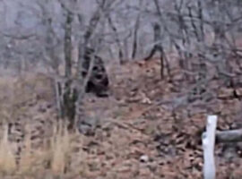 bigfoot